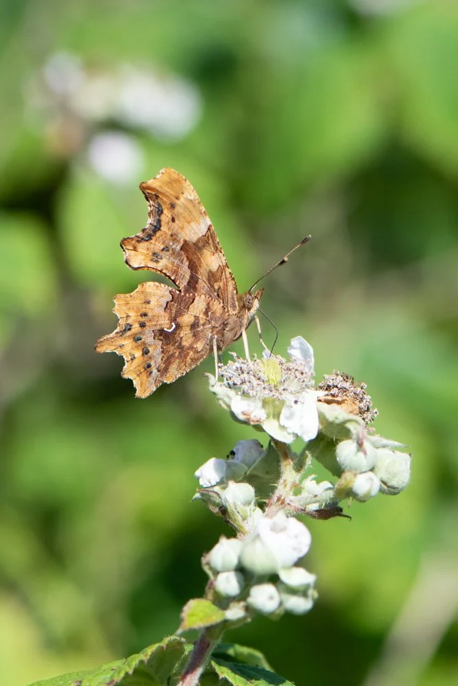 Comma-5.jpg