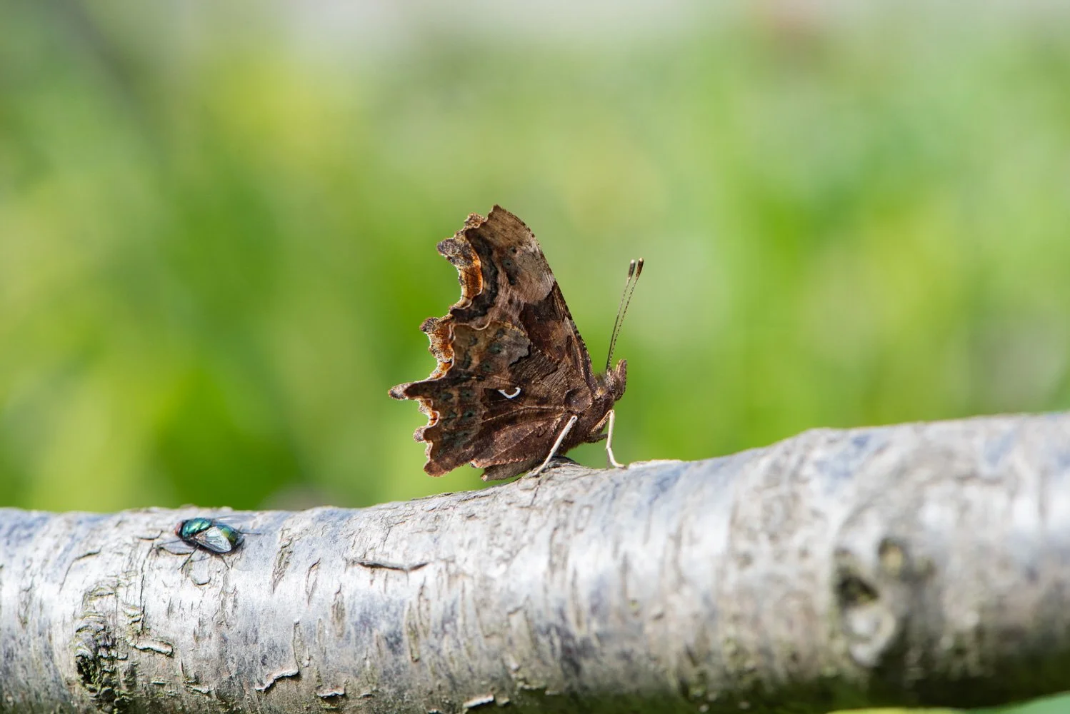 Comma.jpg