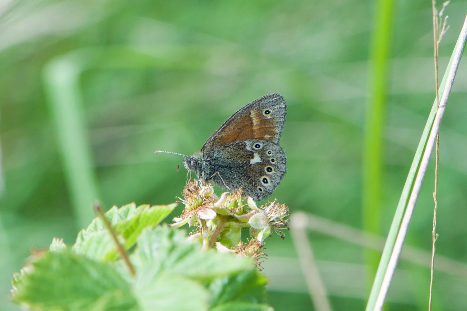 Large Heath-2.jpg