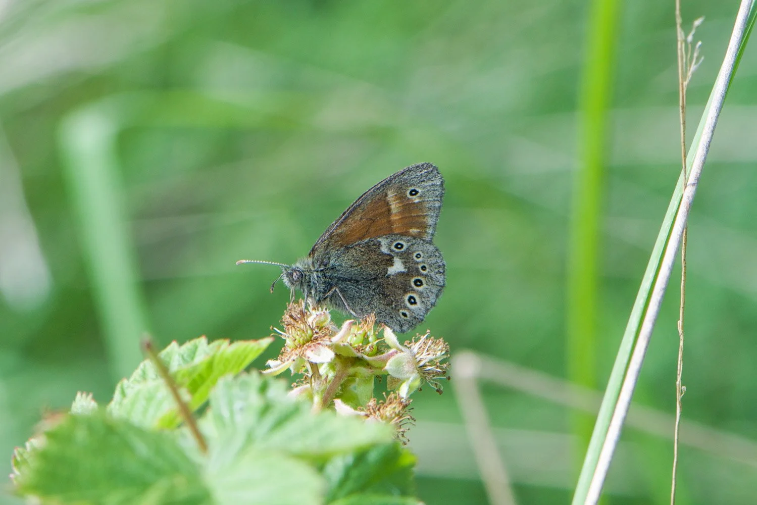 Large Heath.jpg