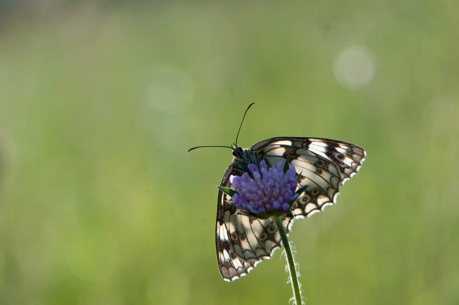 Marbled White-2.jpg