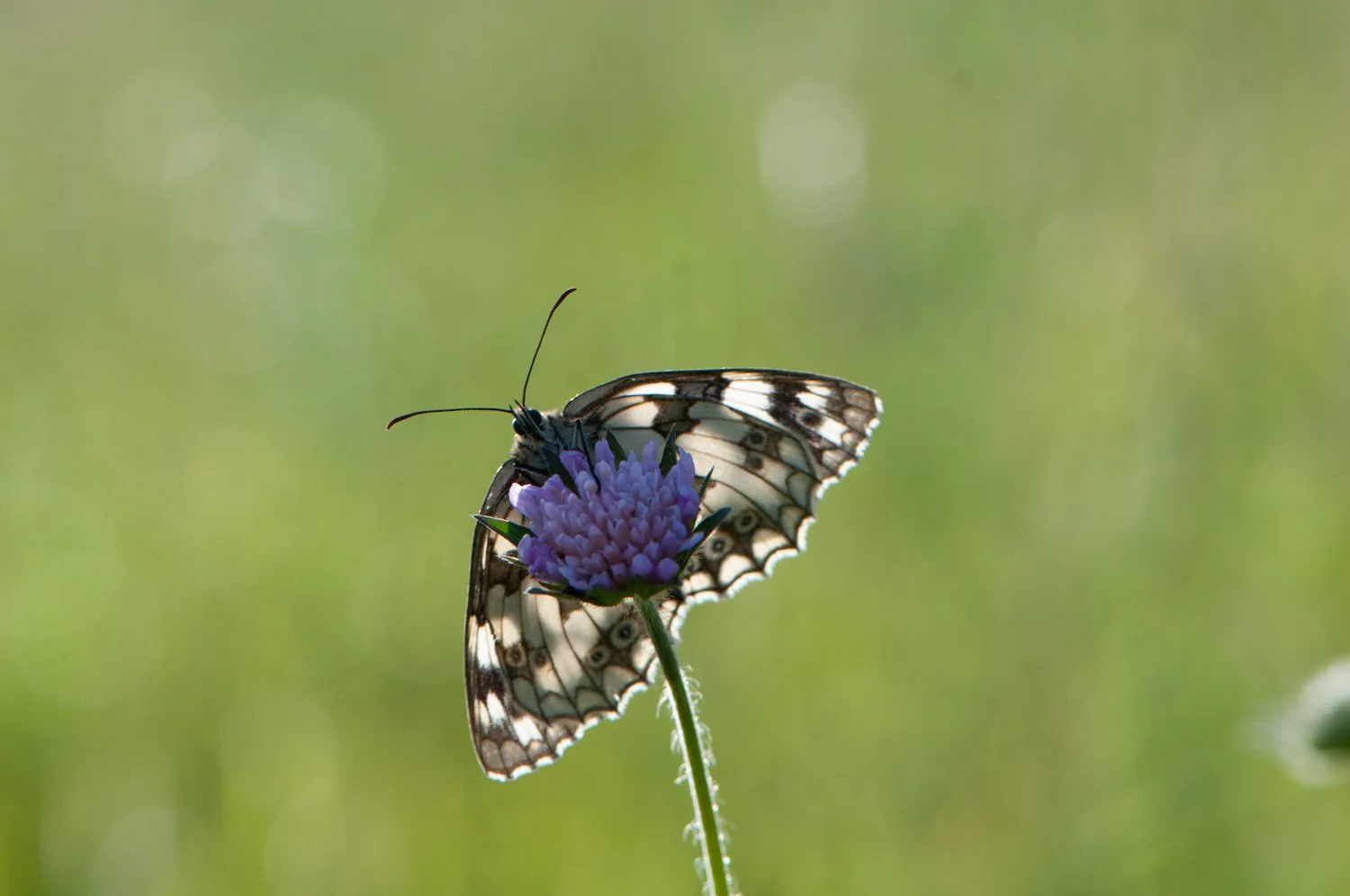 Marbled White-3.jpg
