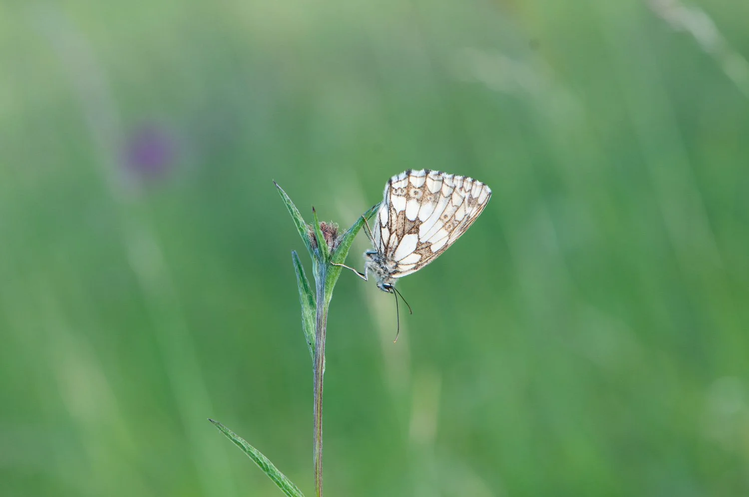 Marbled White-4.jpg