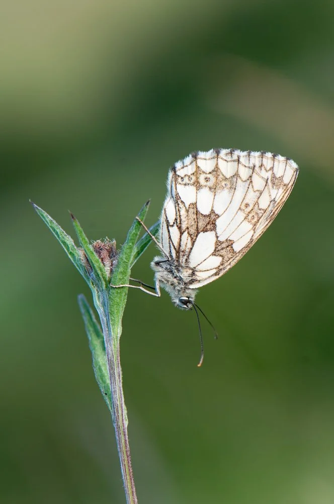 Marbled White-5.jpg