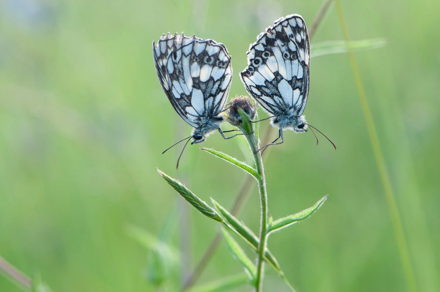 Marbled White-6.jpg