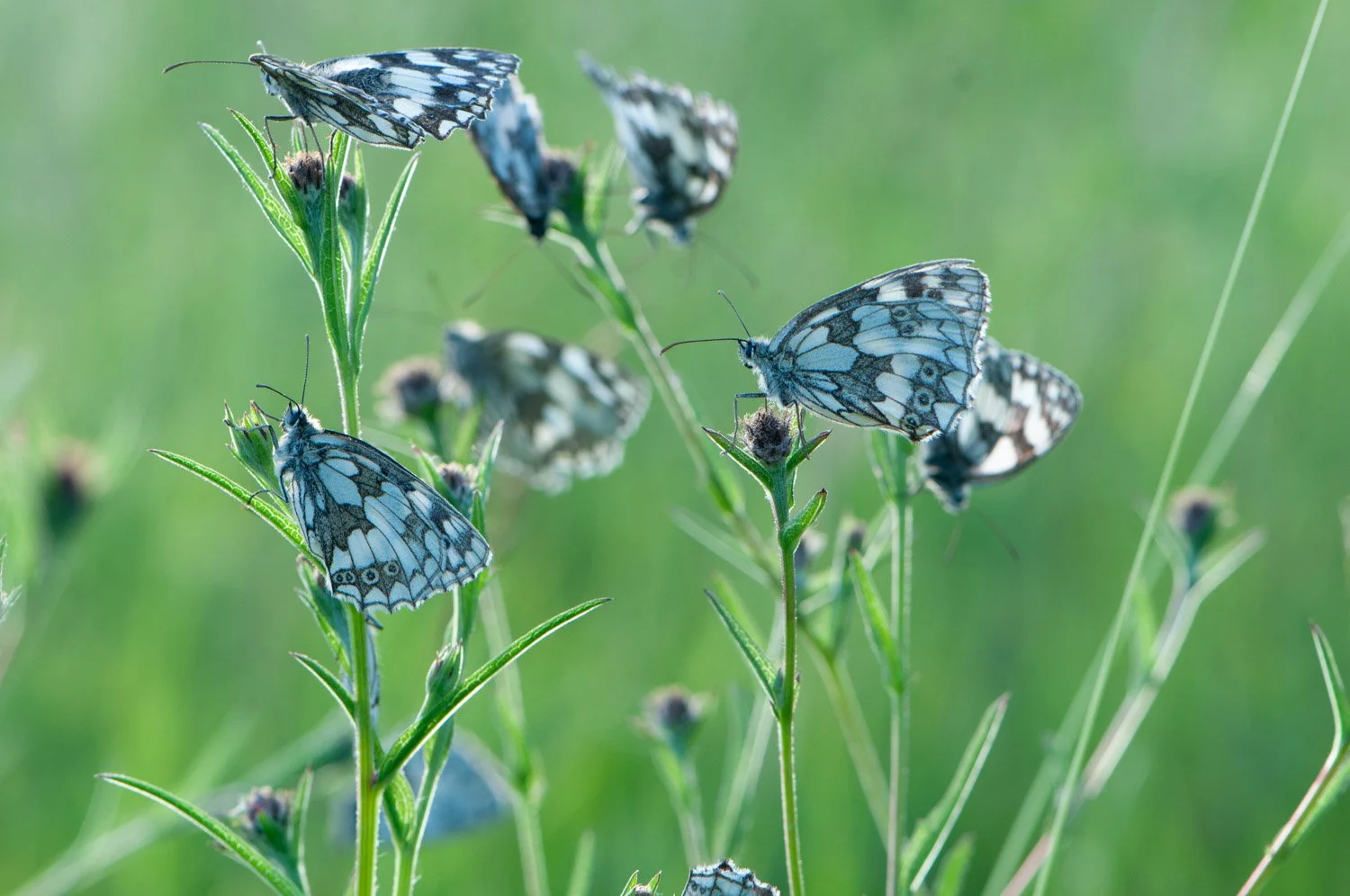 Marbled White-8.jpg