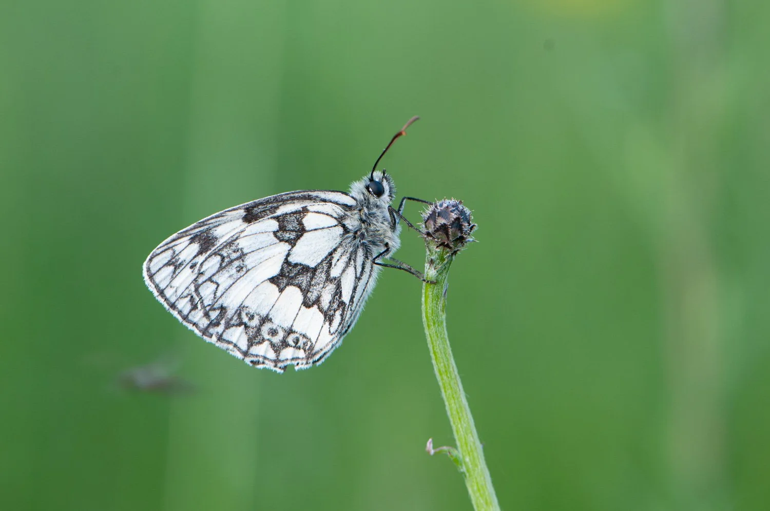 Marbled White-10.jpg