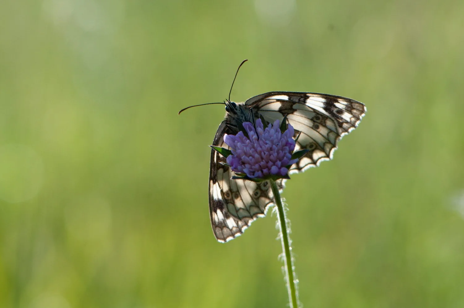 Marbled White.jpg
