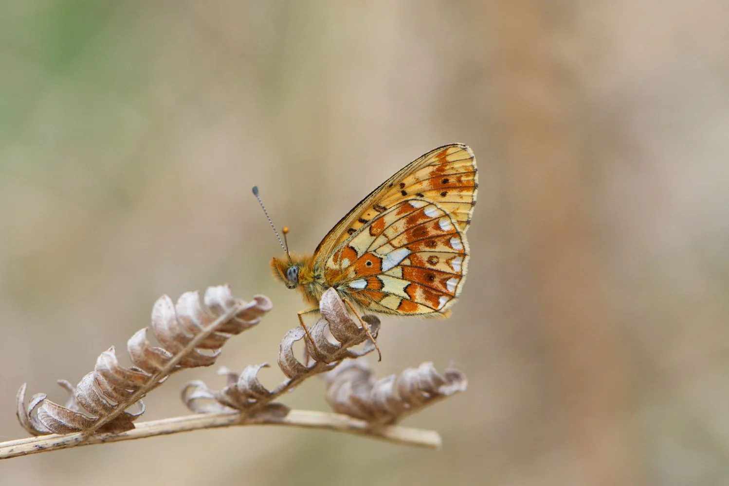 Pearl Bordered-2.jpg