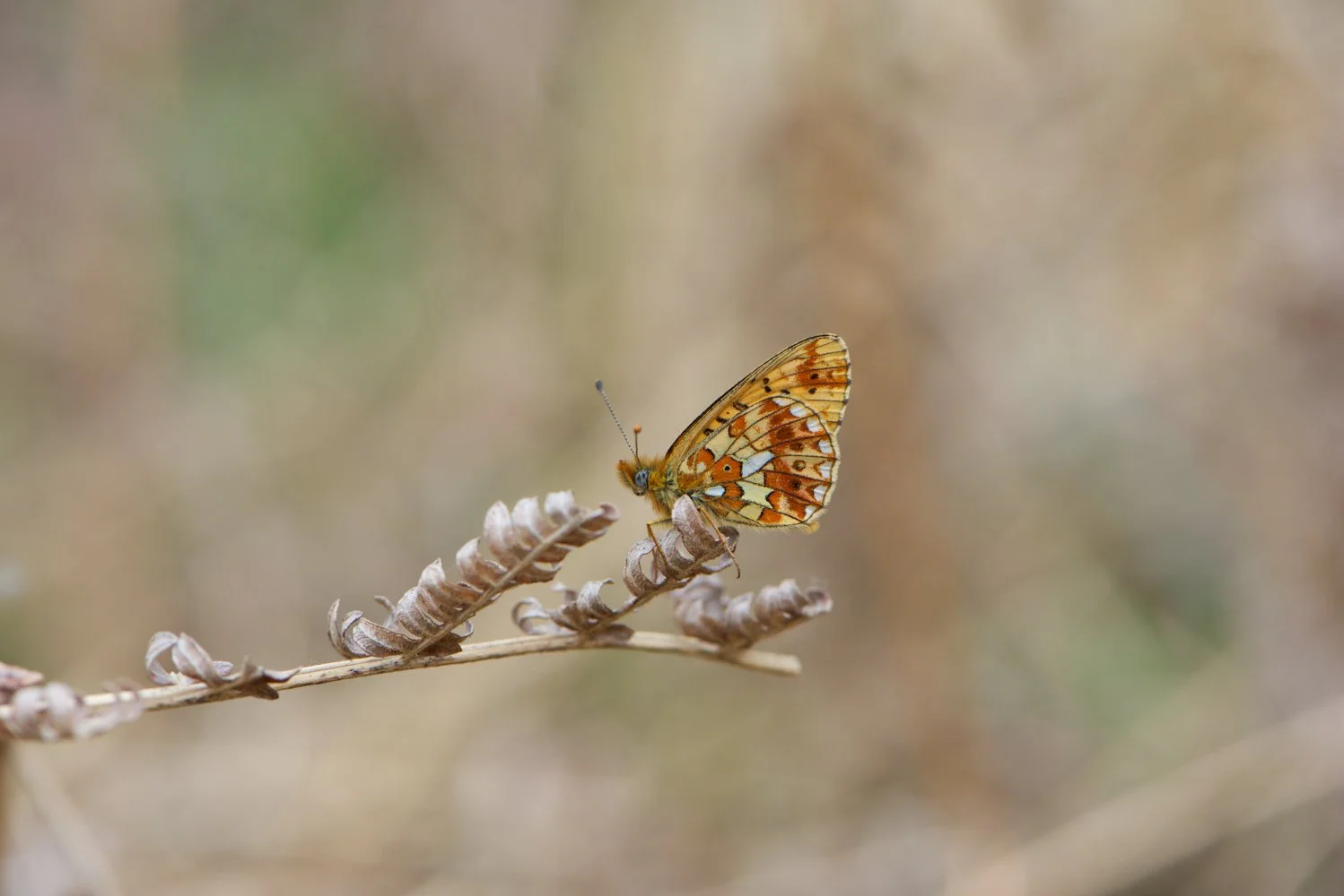 Pearl Bordered-3.jpg