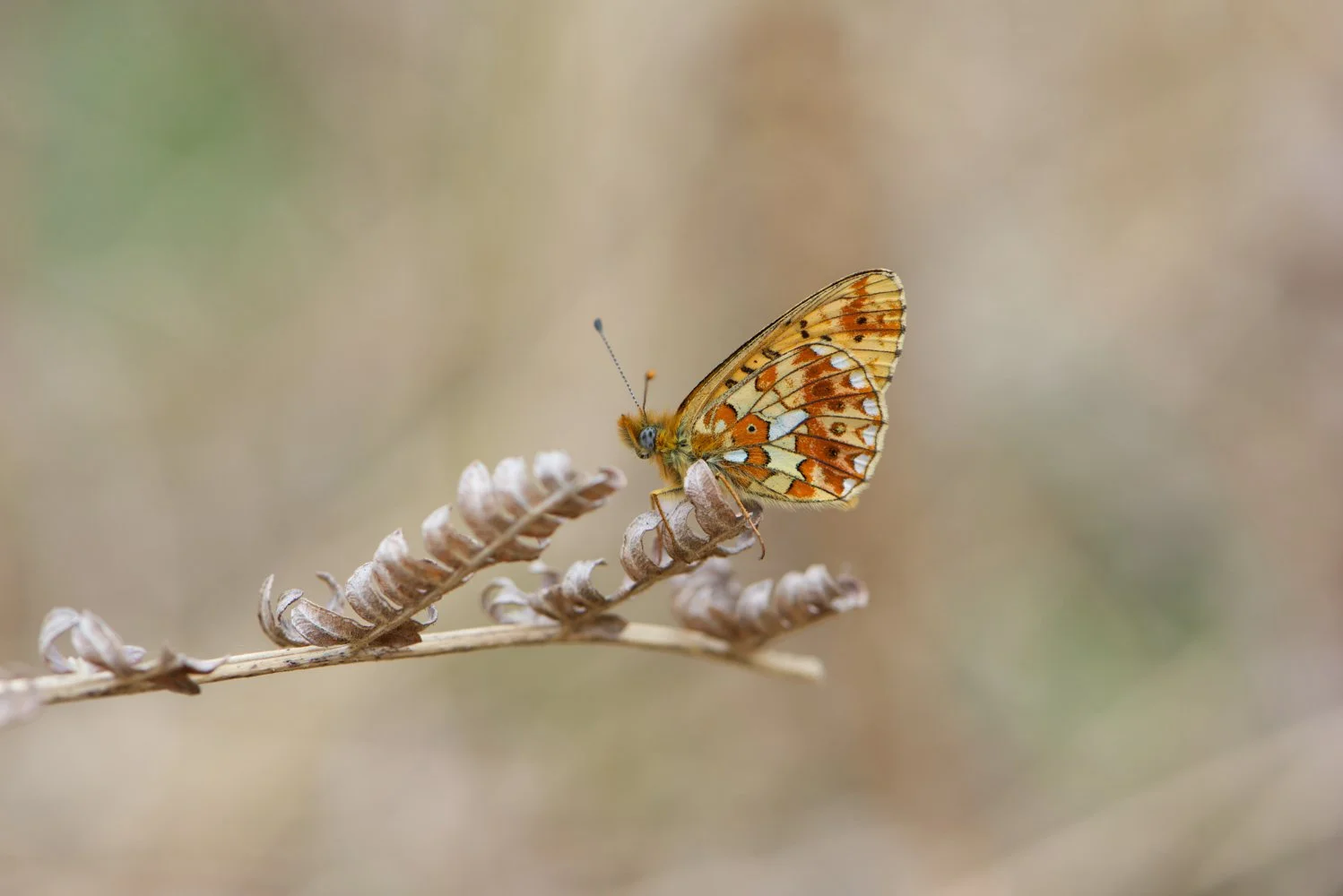 Pearl Bordered-4.jpg