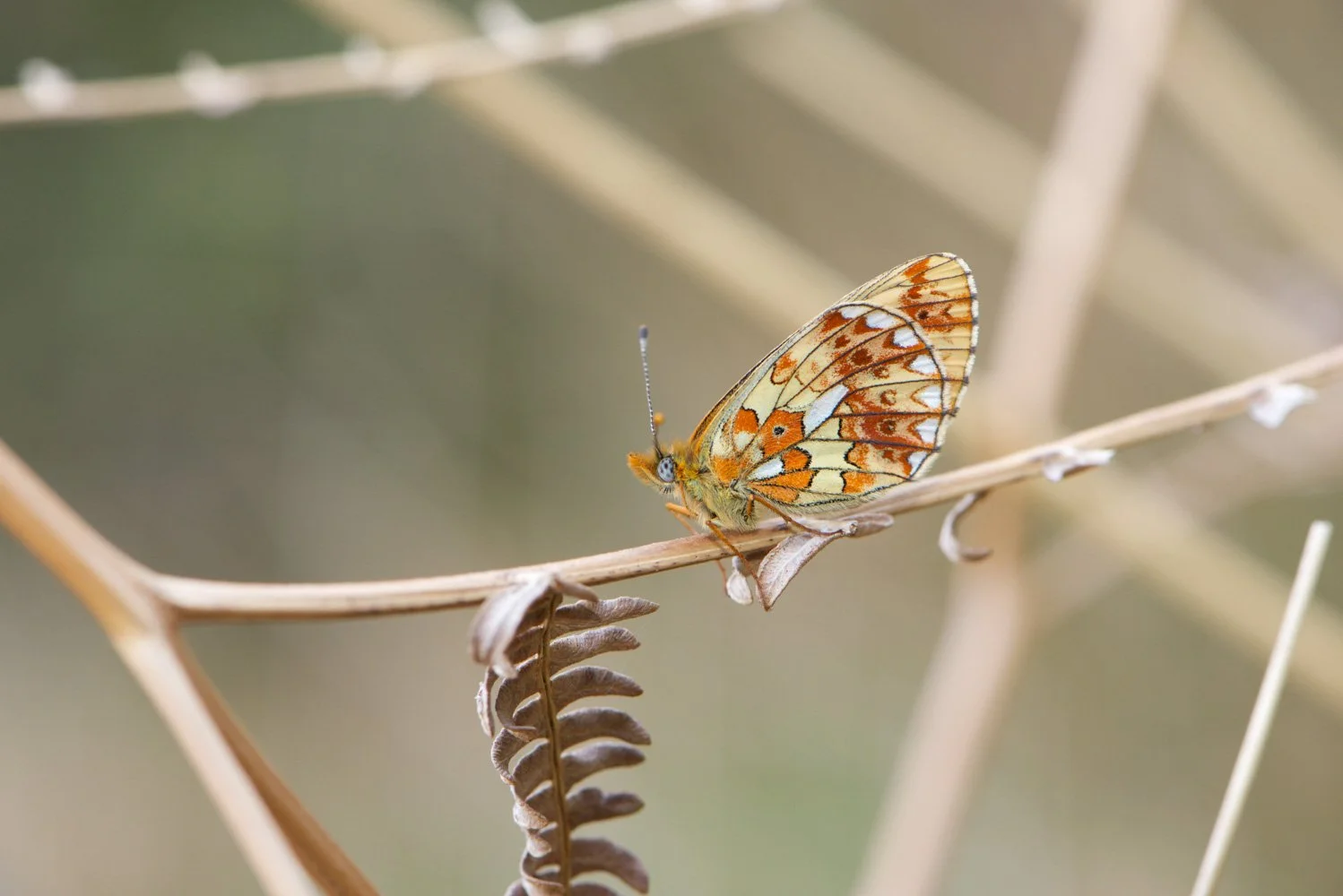 Pearl Bordered-6.jpg