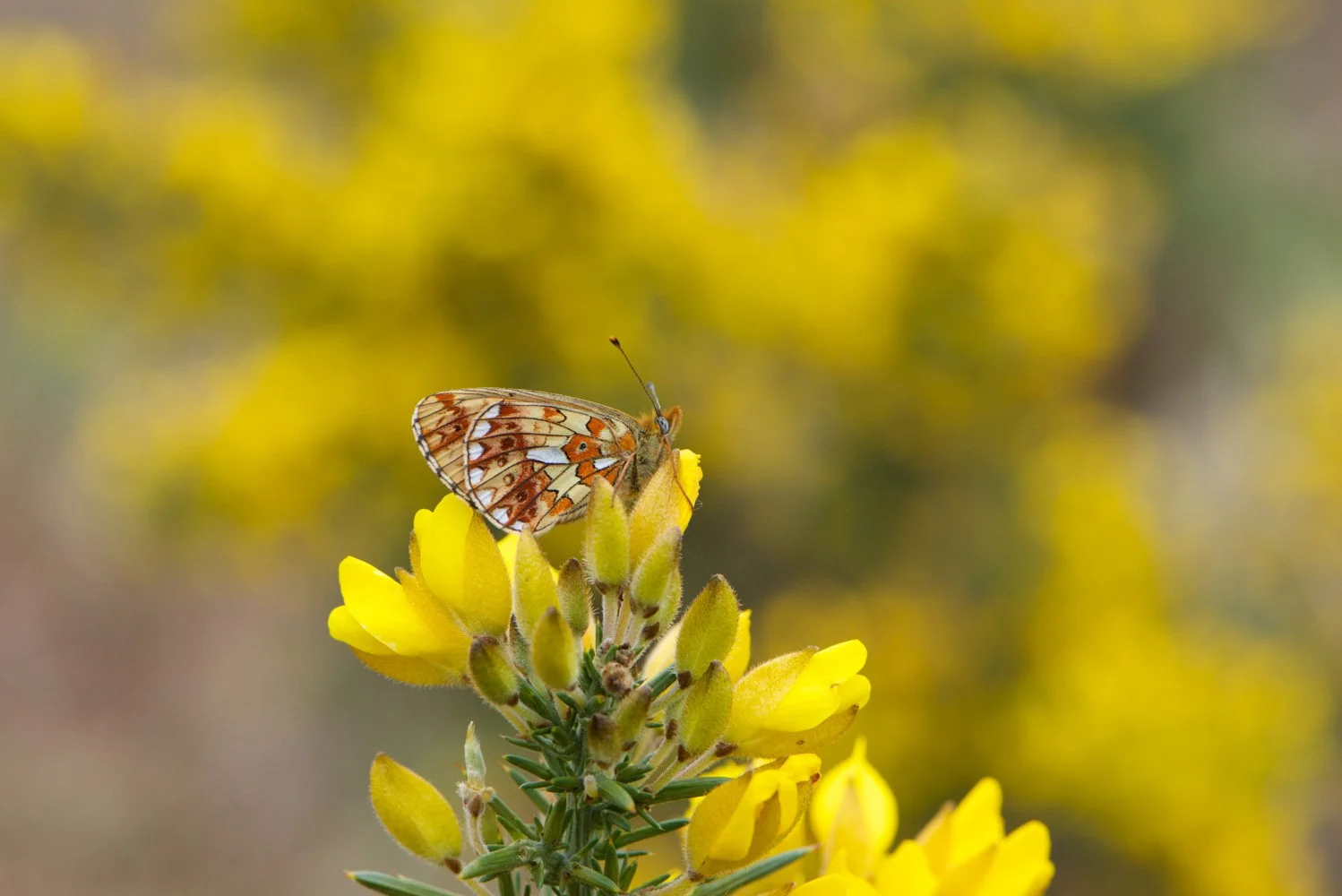 Pearl Bordered-7.jpg