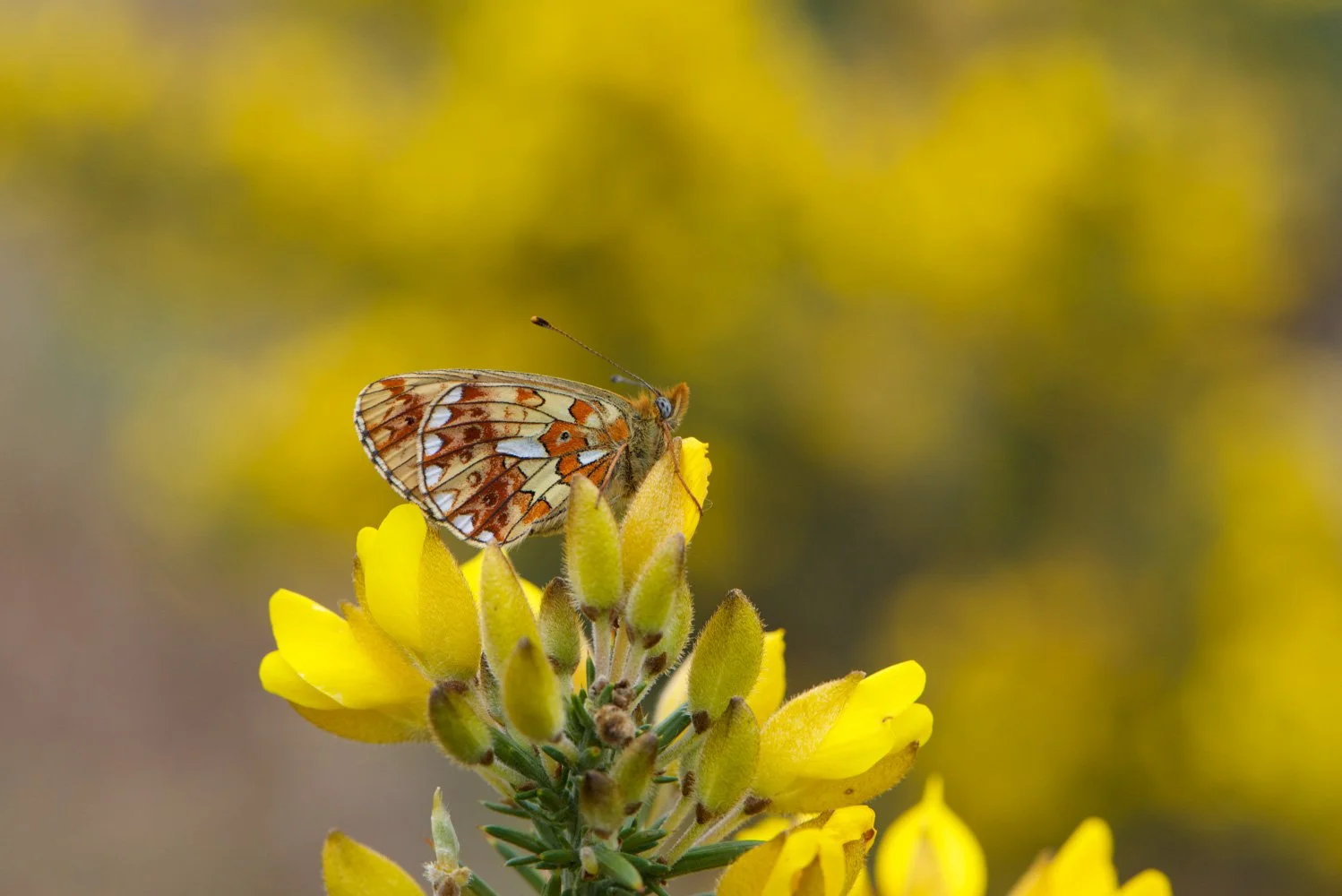 Pearl Bordered-8.jpg