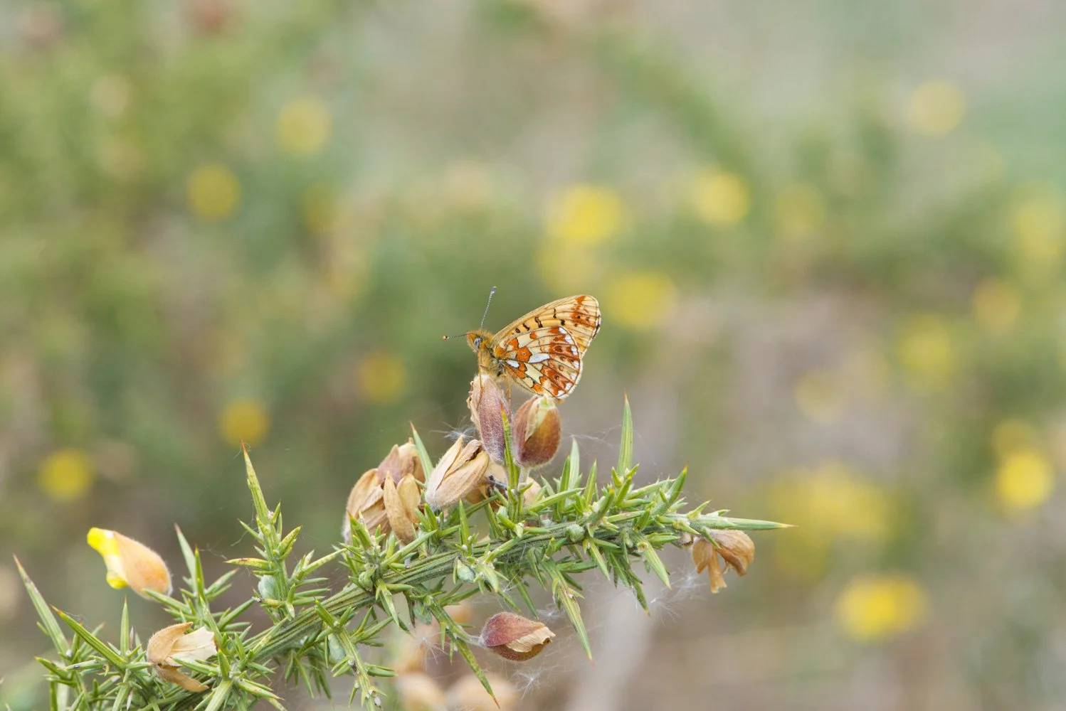 Pearl Bordered-10.jpg