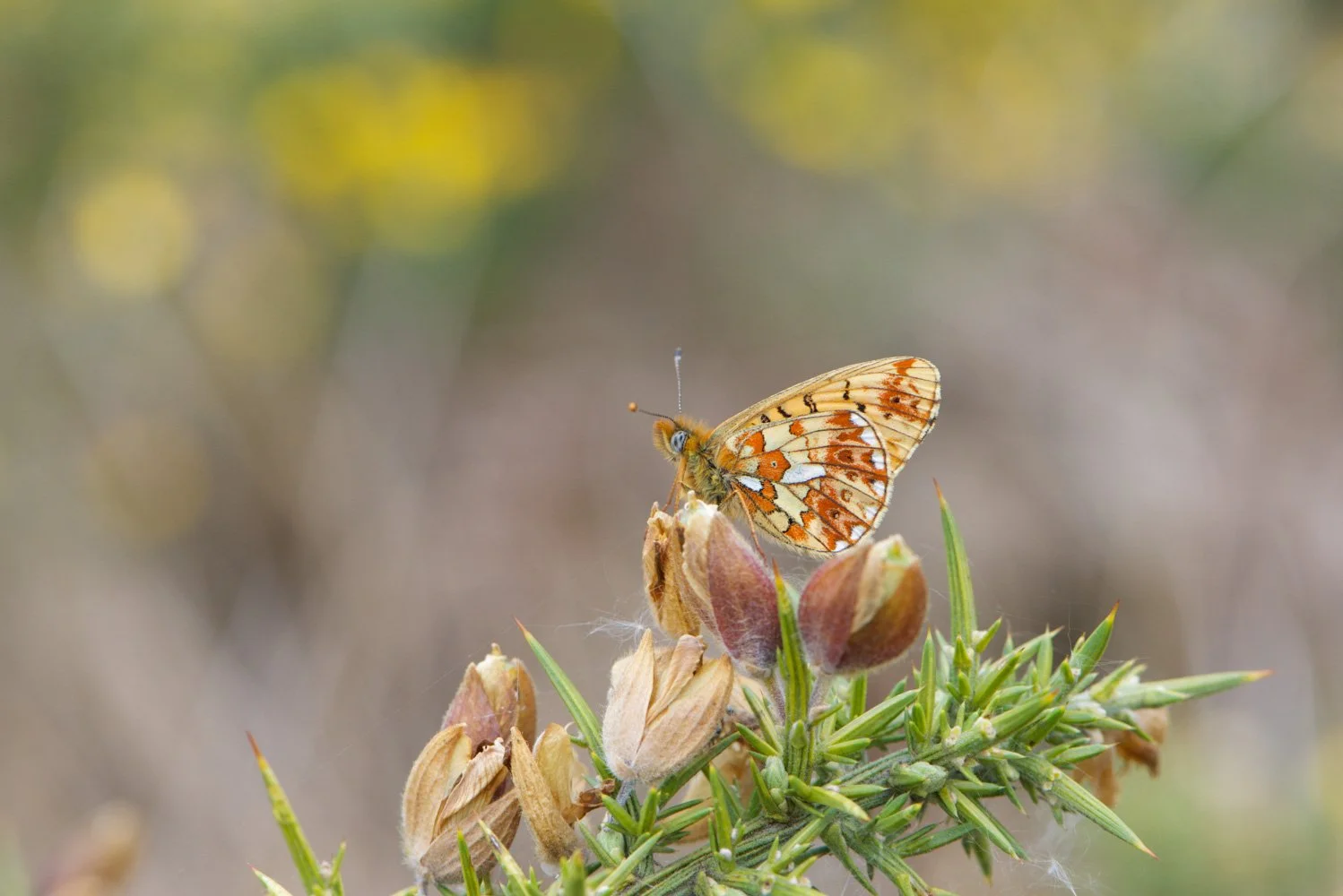 Pearl Bordered-12.jpg