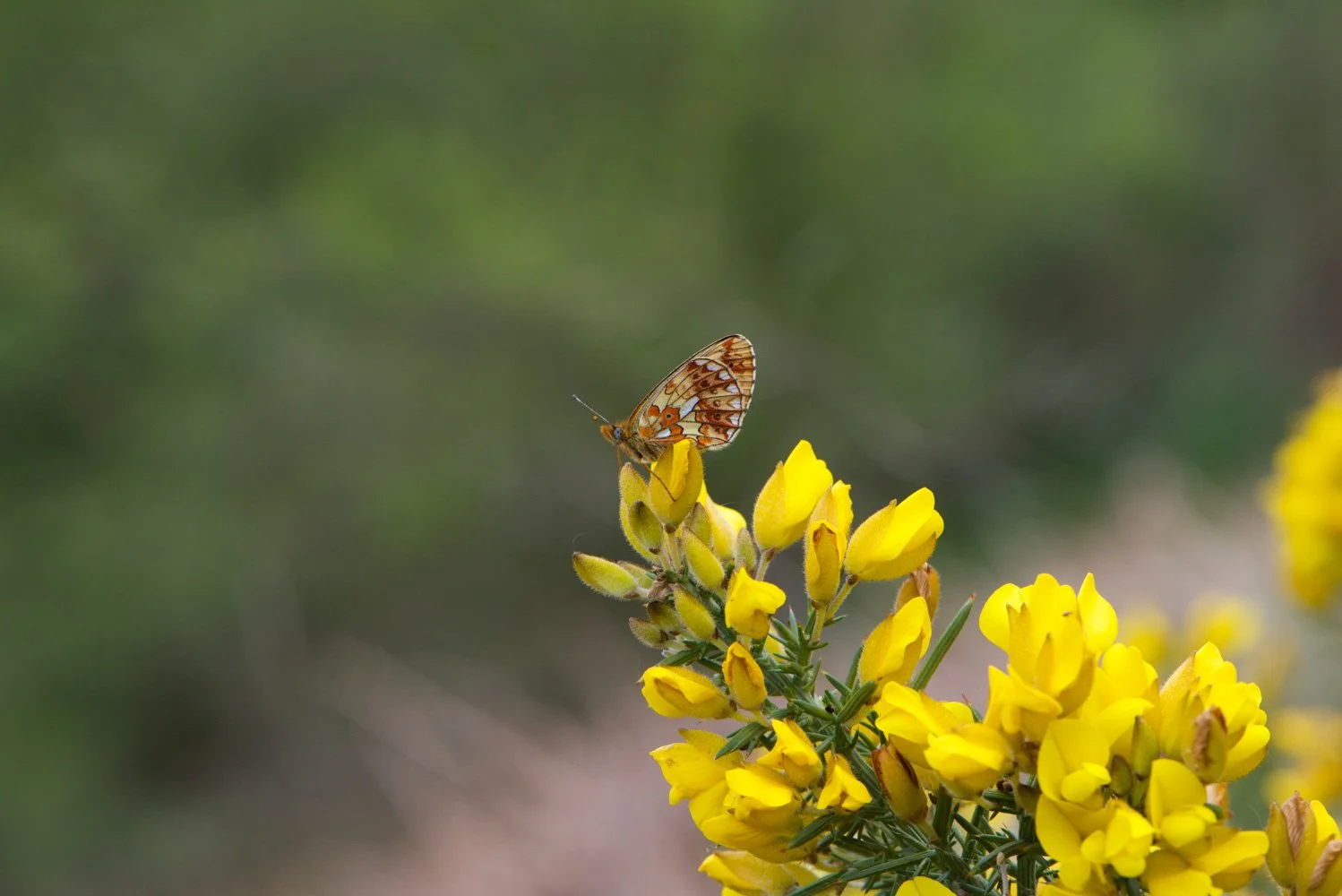 Pearl Bordered-13.jpg