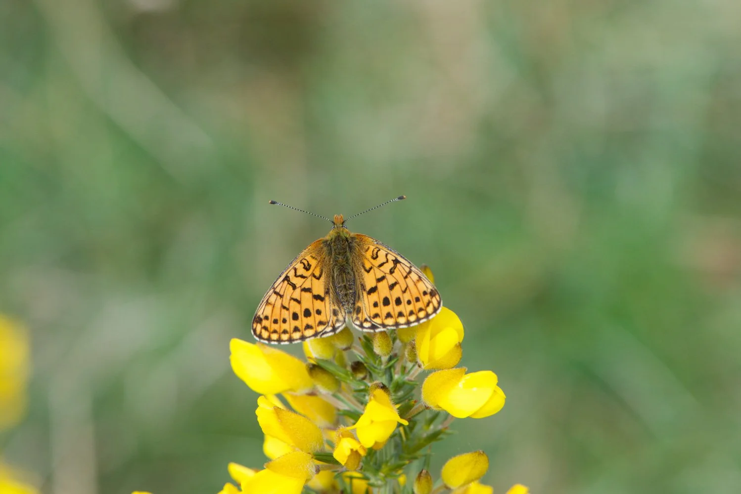 Pearl Bordered-14.jpg