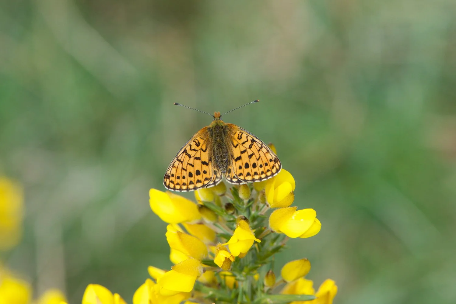 Pearl Bordered-15.jpg