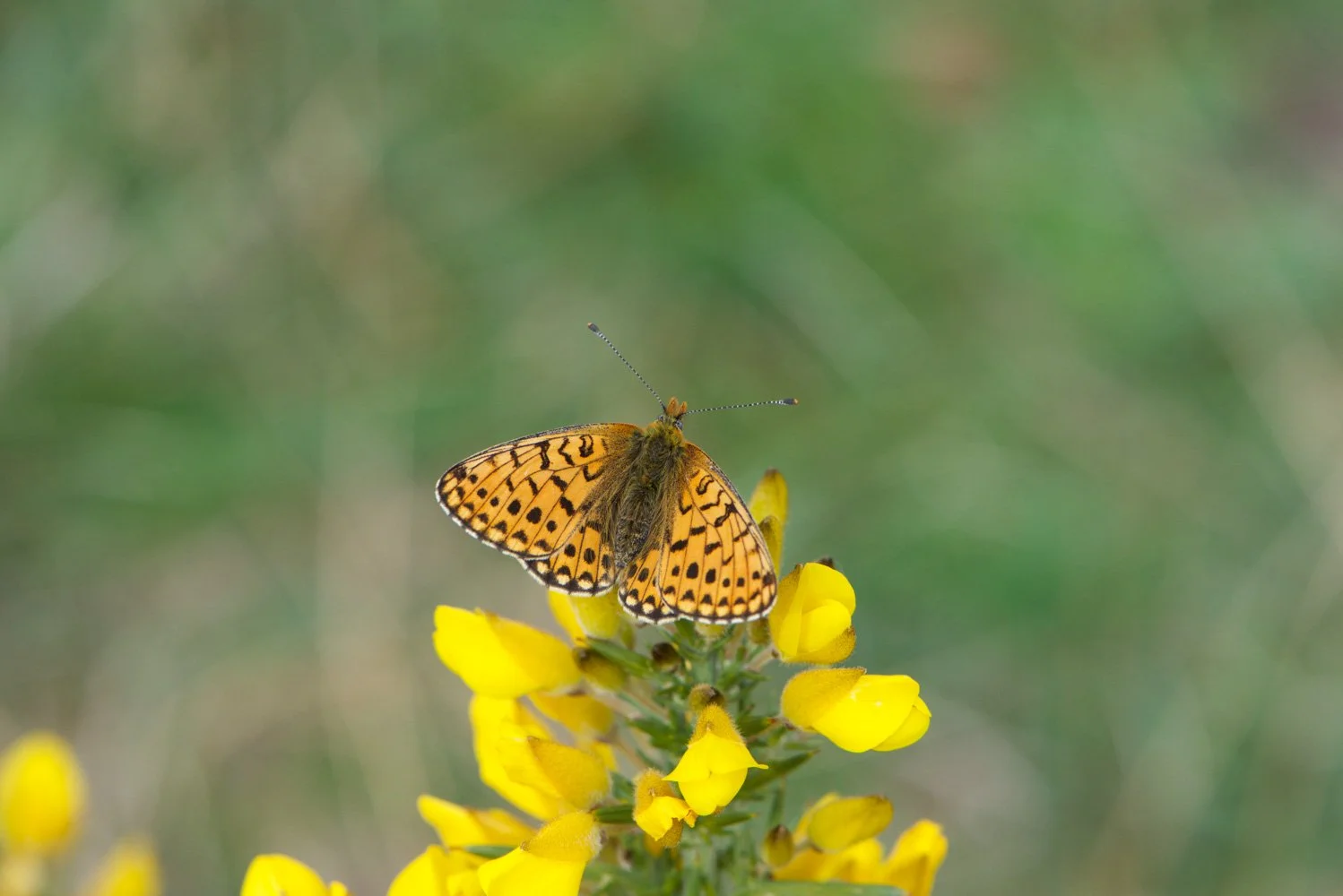 Pearl Bordered-16.jpg