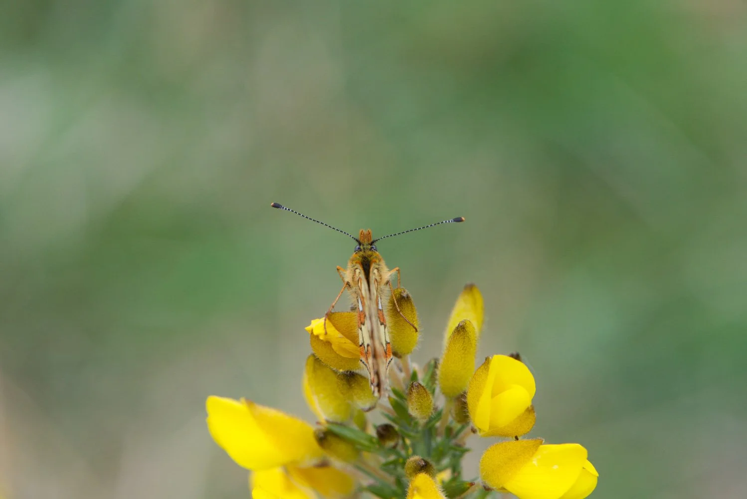 Pearl Bordered-17.jpg