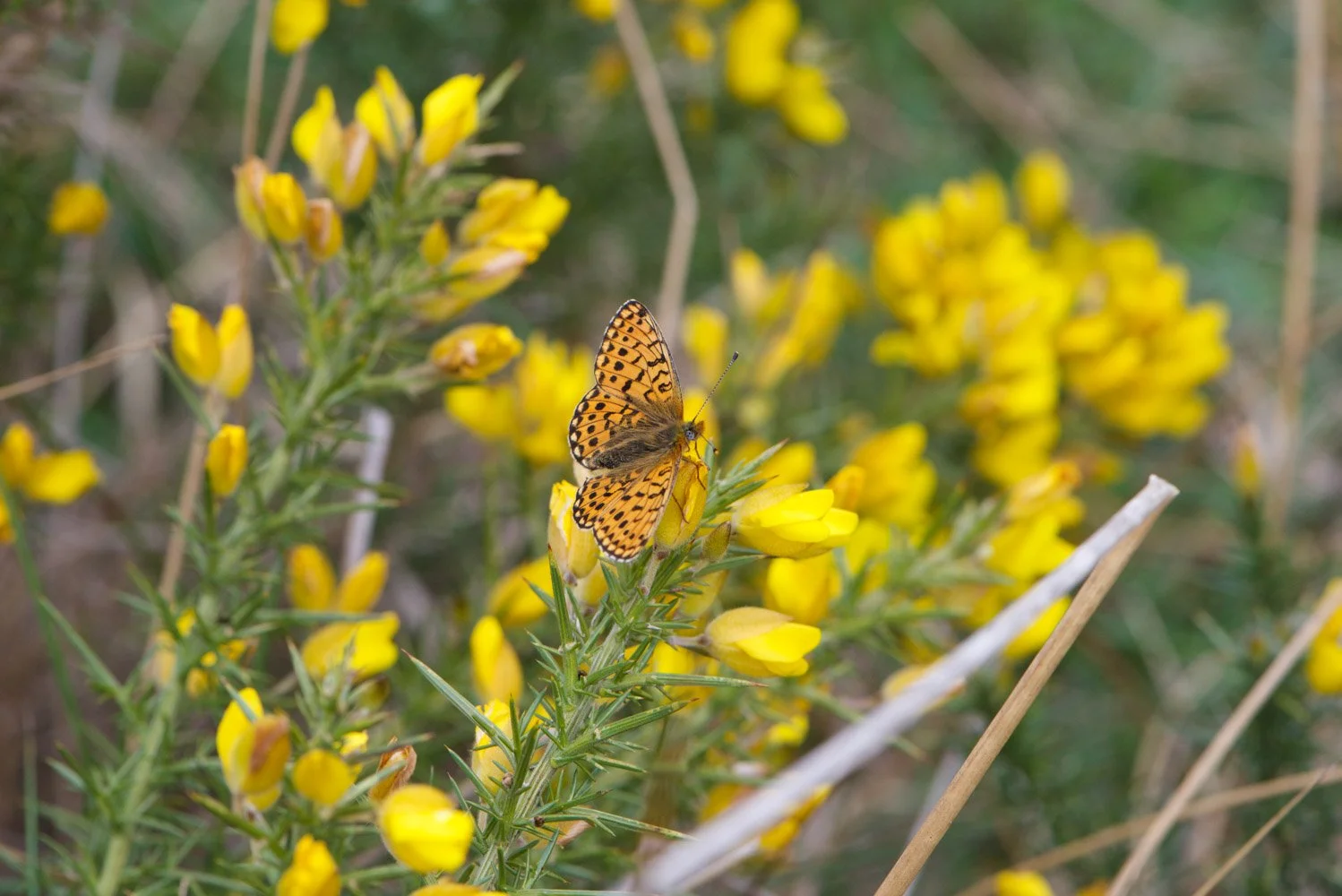 Pearl Bordered-18.jpg
