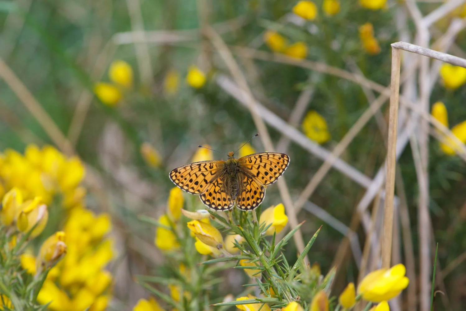 Pearl Bordered-19.jpg