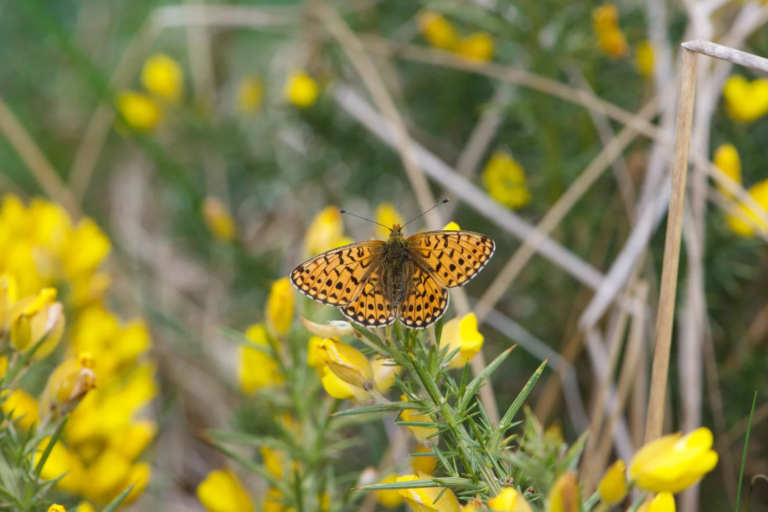 Pearl Bordered-20.jpg