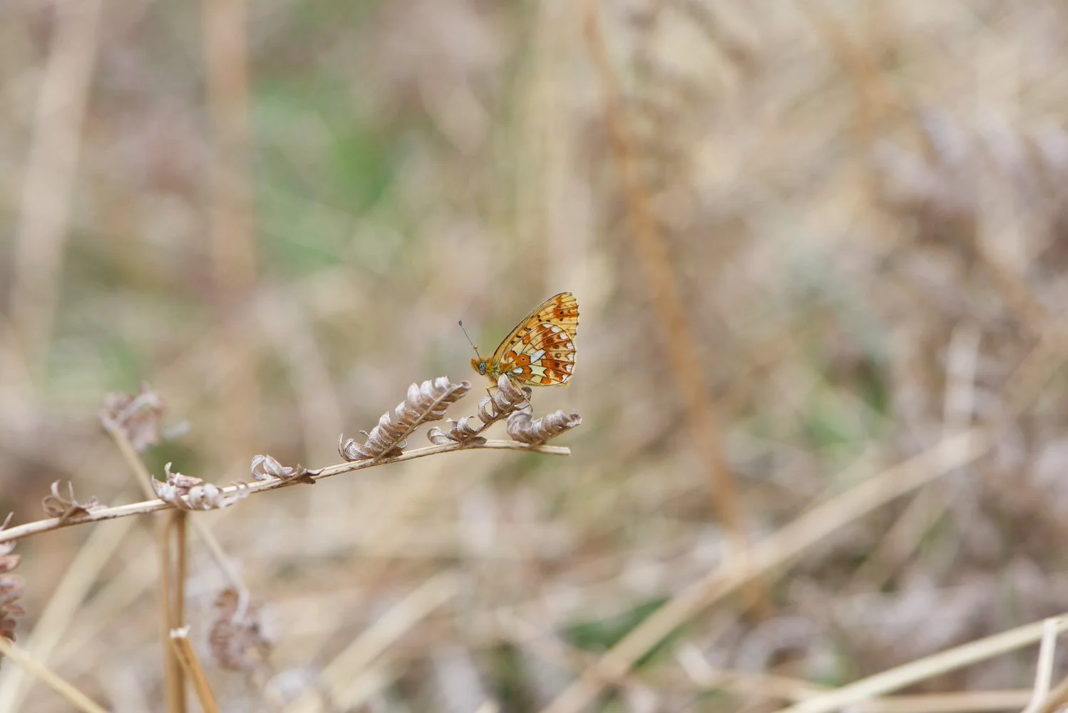 Pearl Bordered.jpg