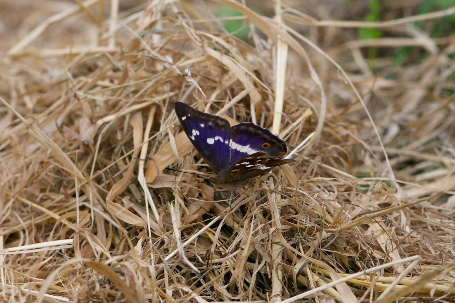 Purple emperor-2.jpg