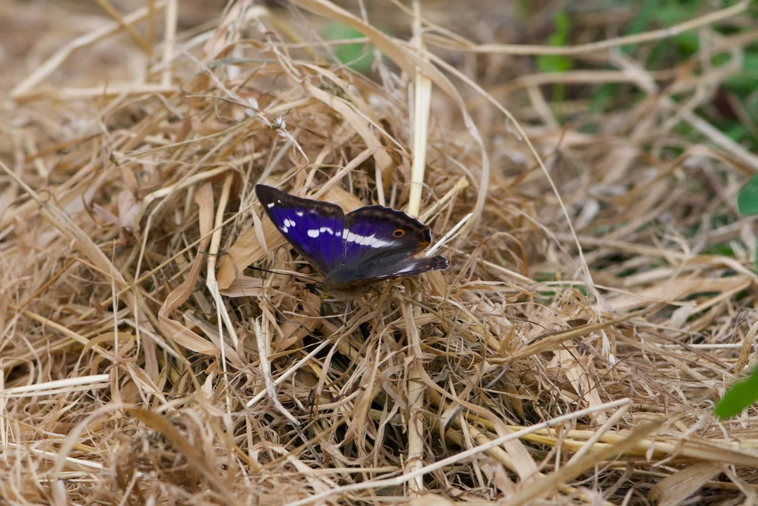 Purple emperor.jpg