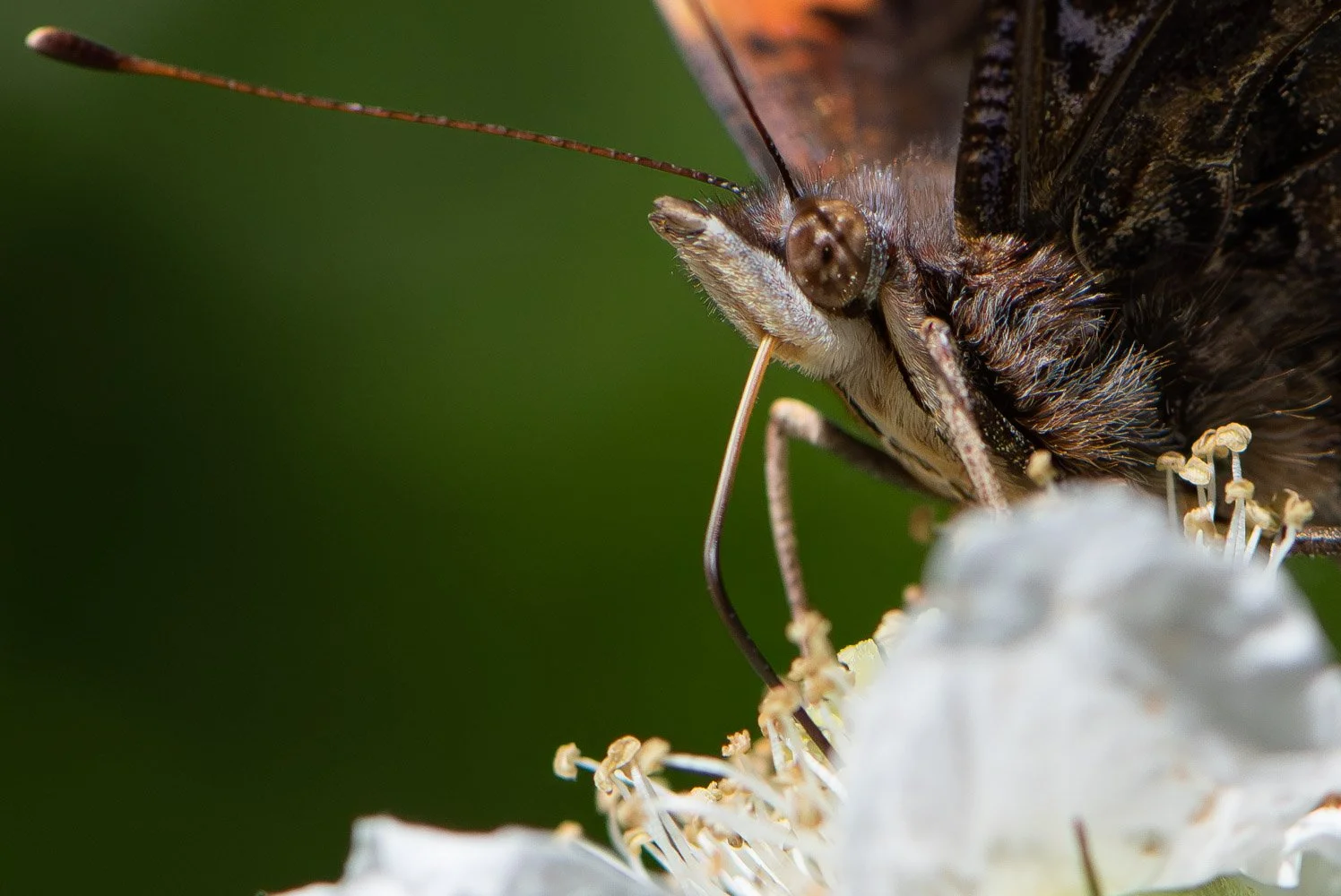 Red Admiral-2.jpg