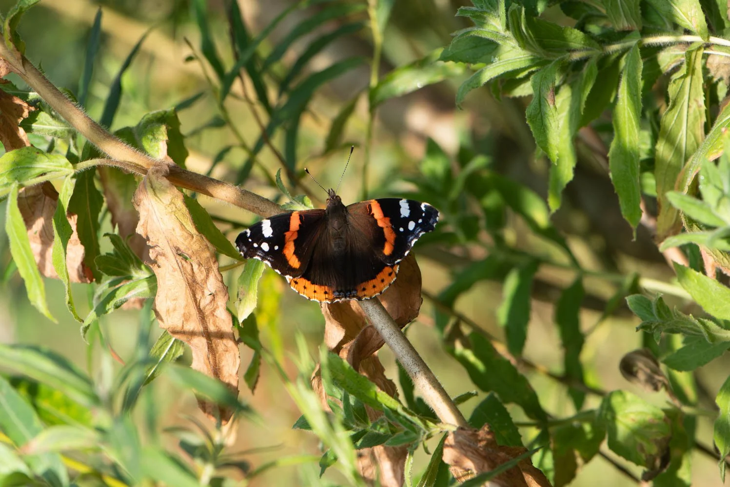 Red Admiral-3.jpg