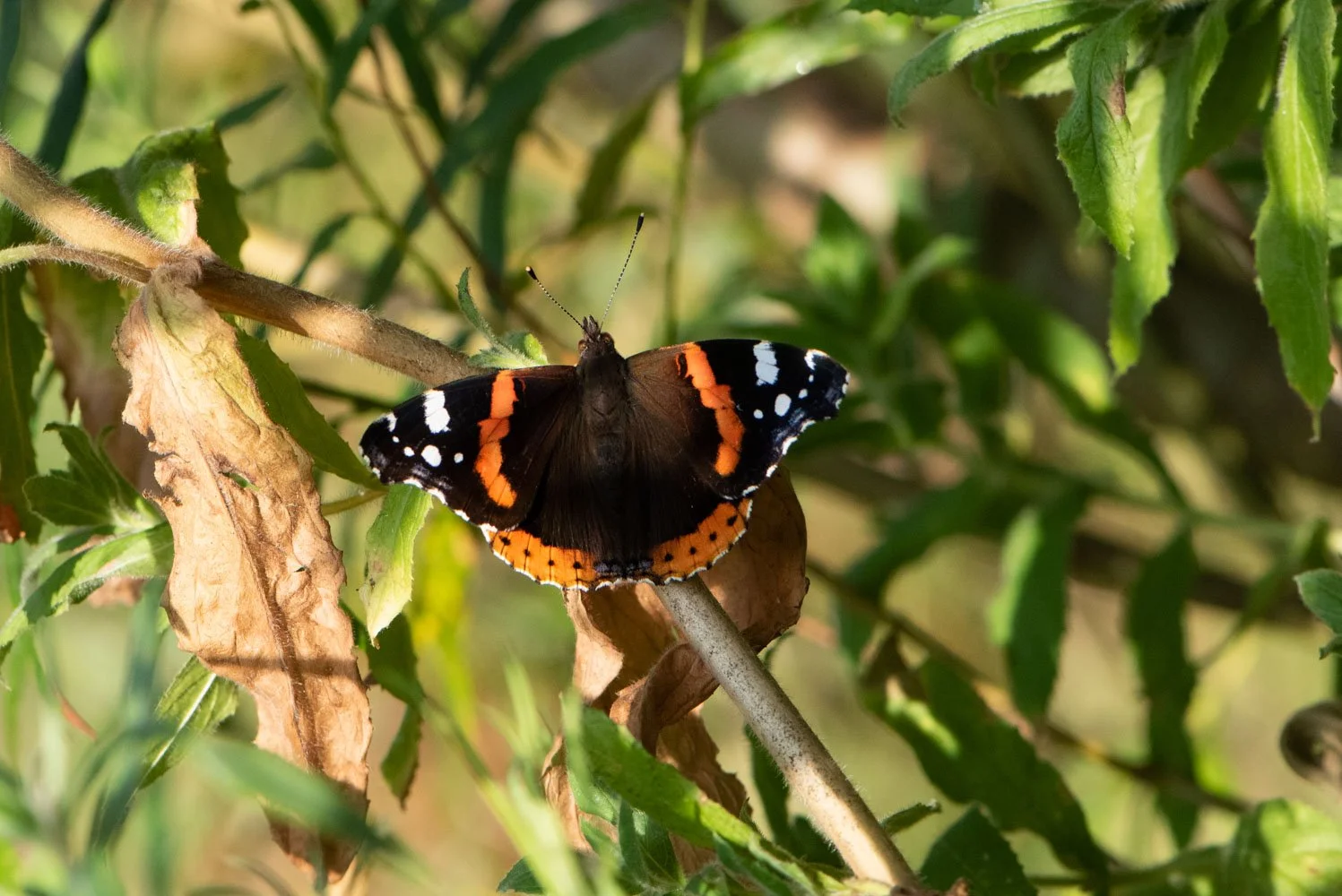 Red Admiral-4.jpg