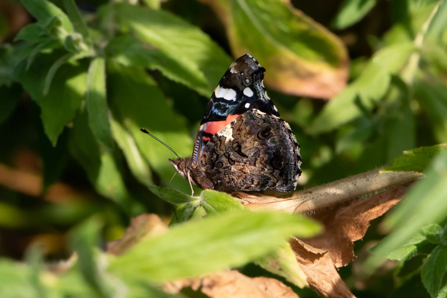 Red Admiral-5.jpg