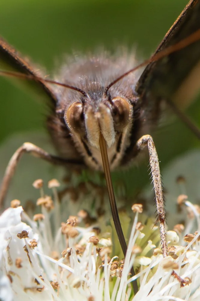 Red Admiral.jpg