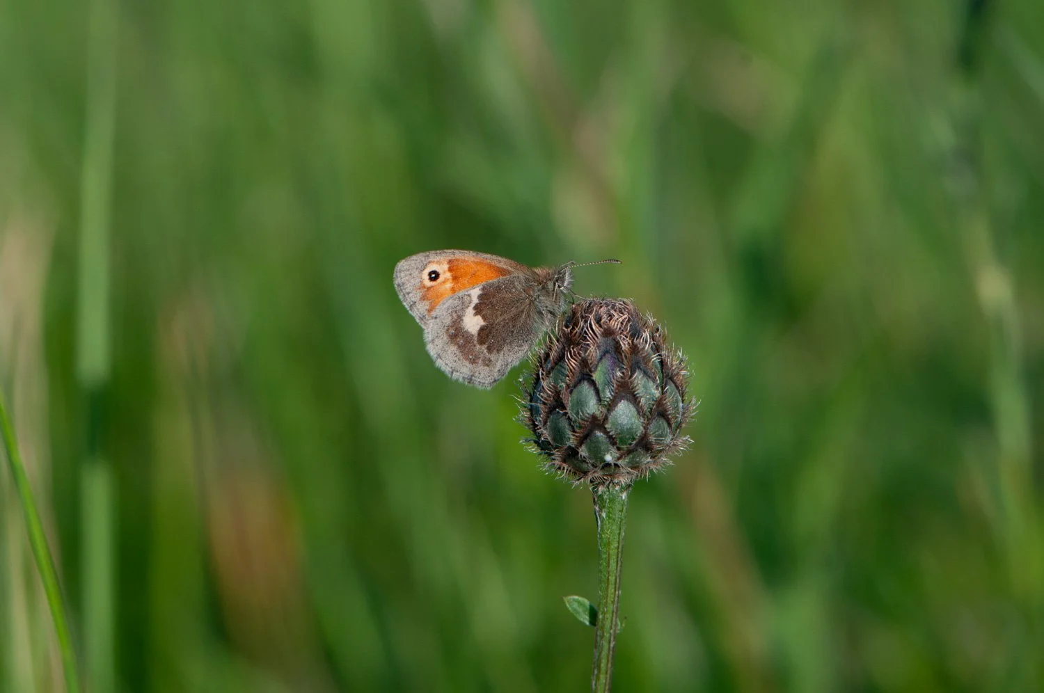 Small heath-2.jpg