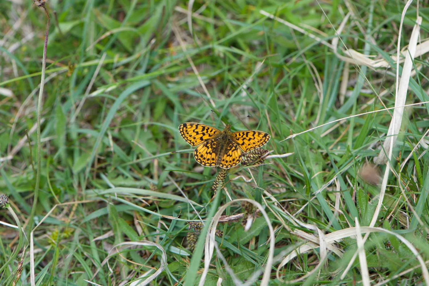 Small Pearl Bordered-2.jpg
