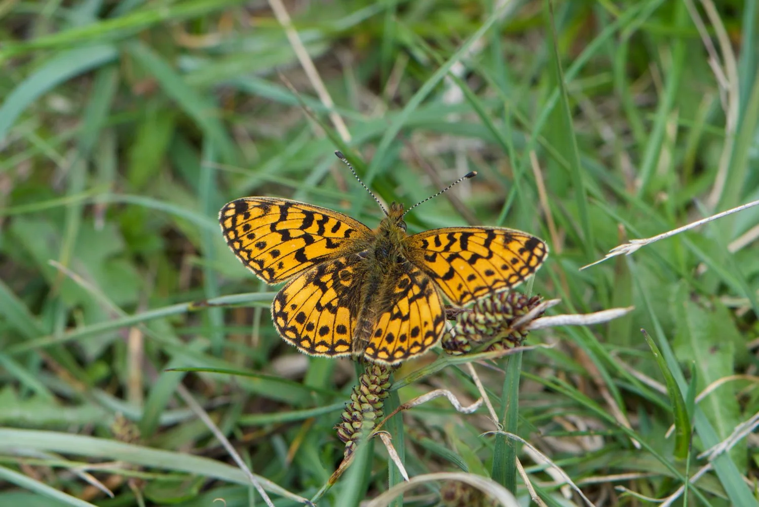 Small Pearl Bordered-3.jpg