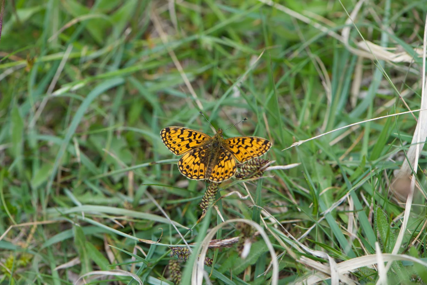 Small Pearl Bordered-4.jpg