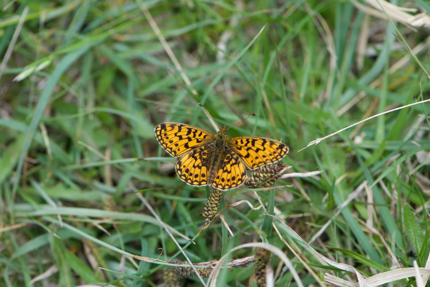 Small Pearl Bordered-5.jpg
