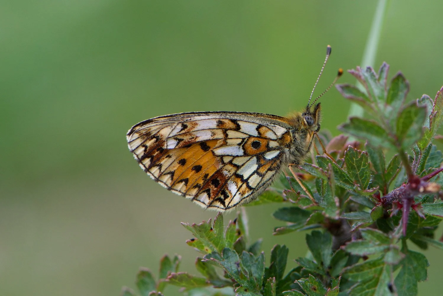 Small Pearl Bordered-6.jpg