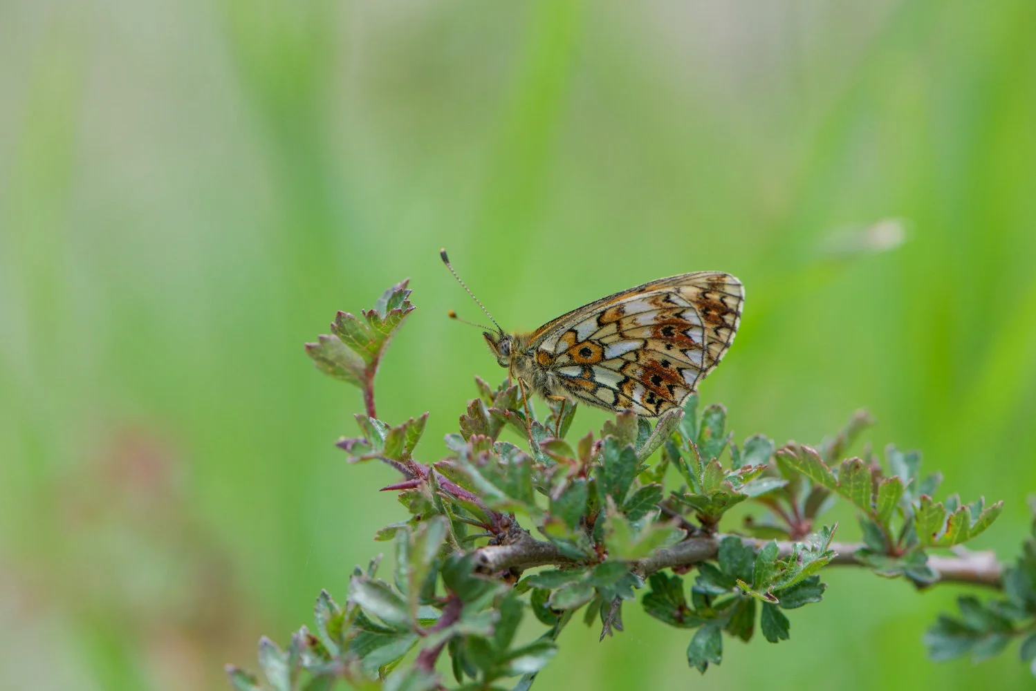 Small Pearl Bordered-8.jpg