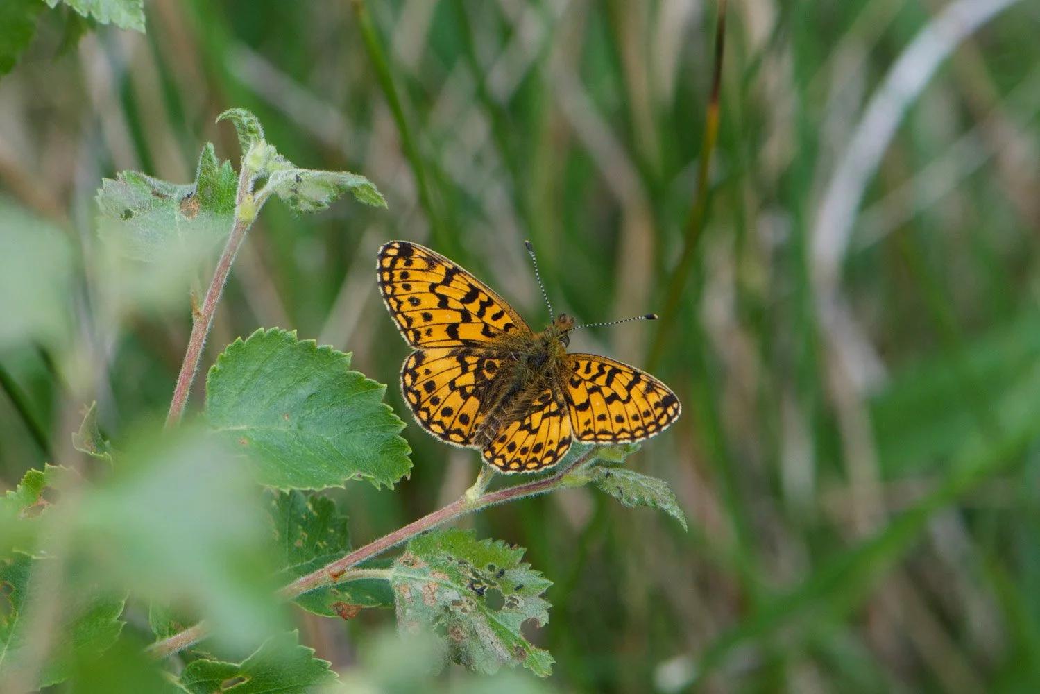 Small Pearl Bordered-9.jpg
