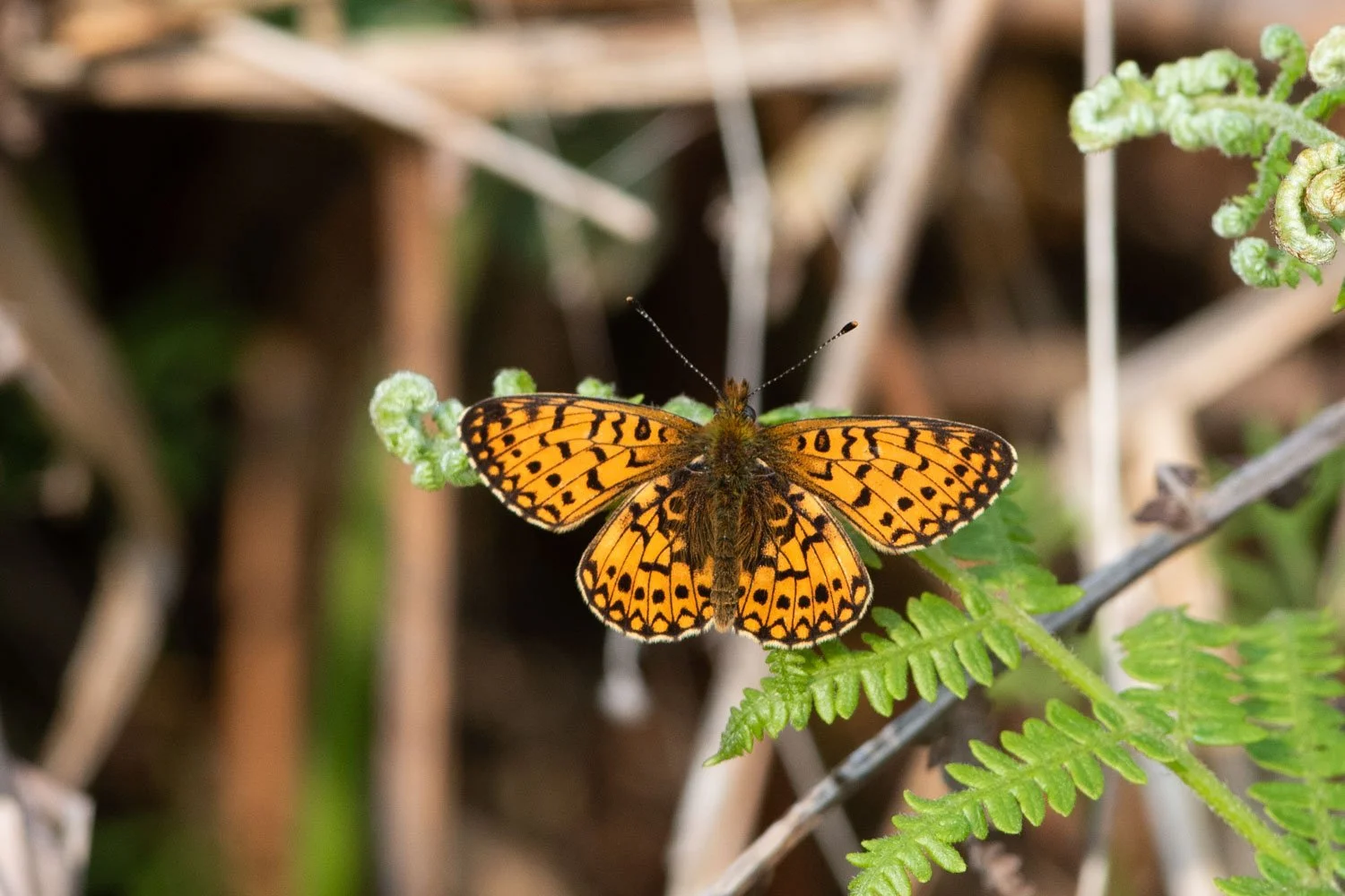 Small Pearl Bordered-10.jpg