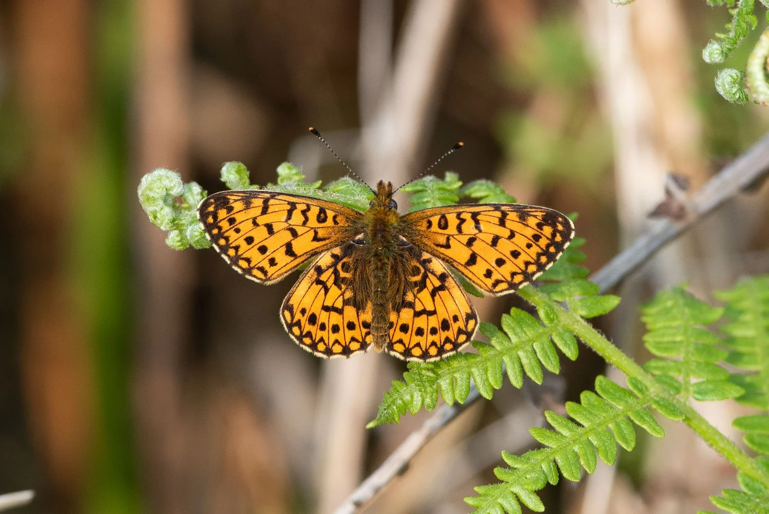 Small Pearl Bordered-11.jpg