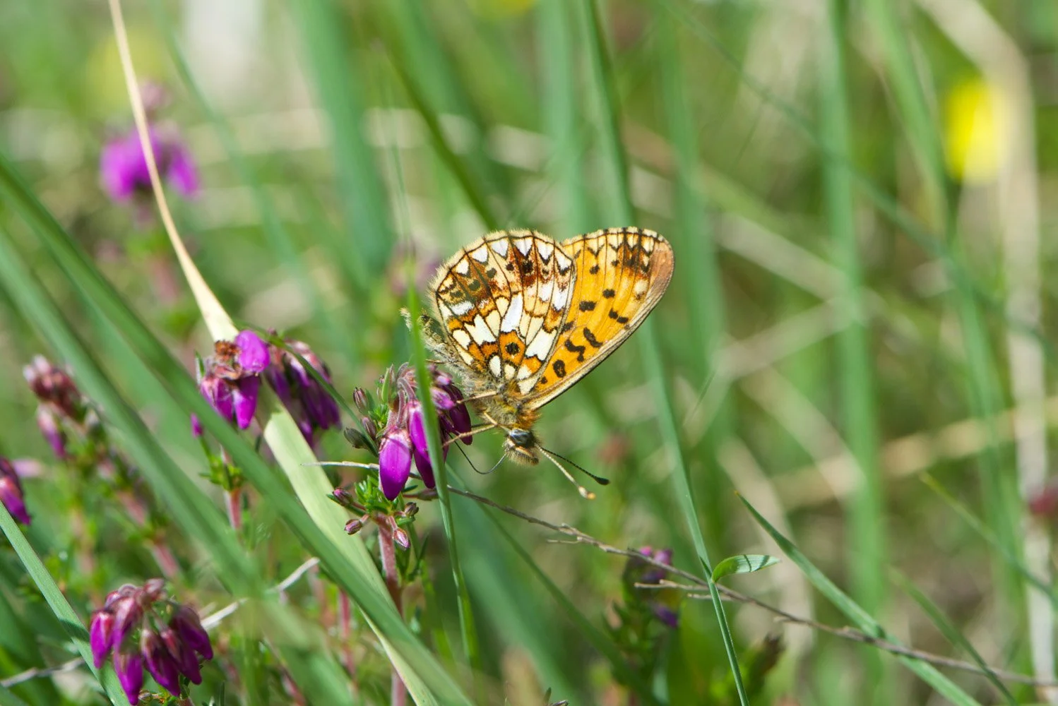 Small Pearl Bordered.jpg
