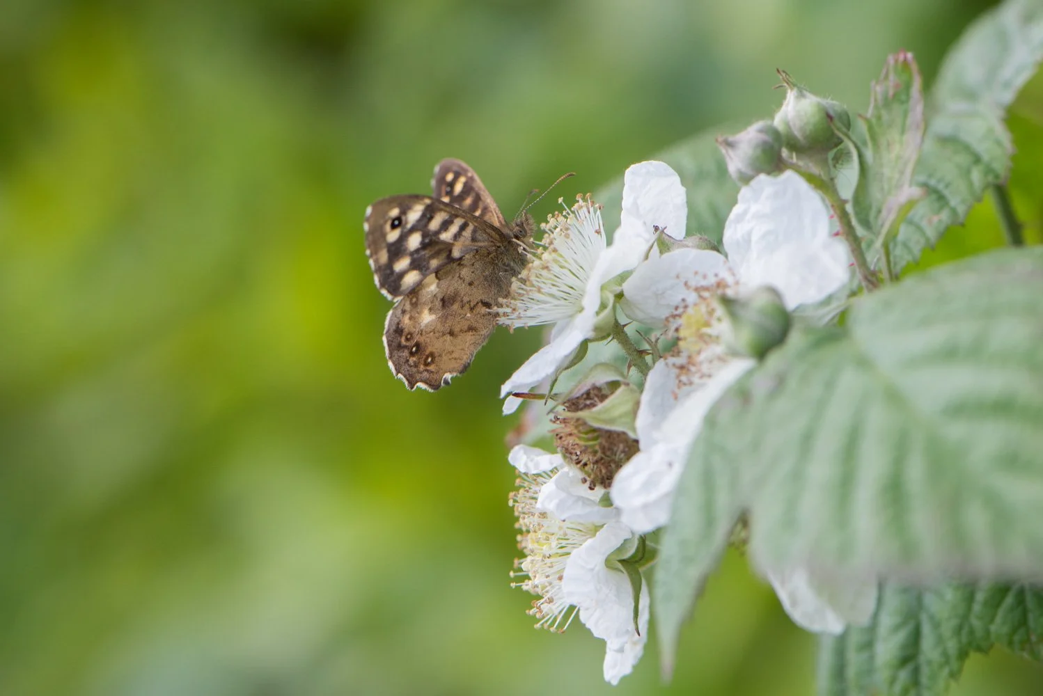 Speckled Wood-3.jpg