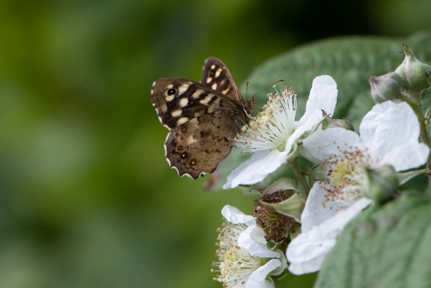 Speckled Wood-2.jpg