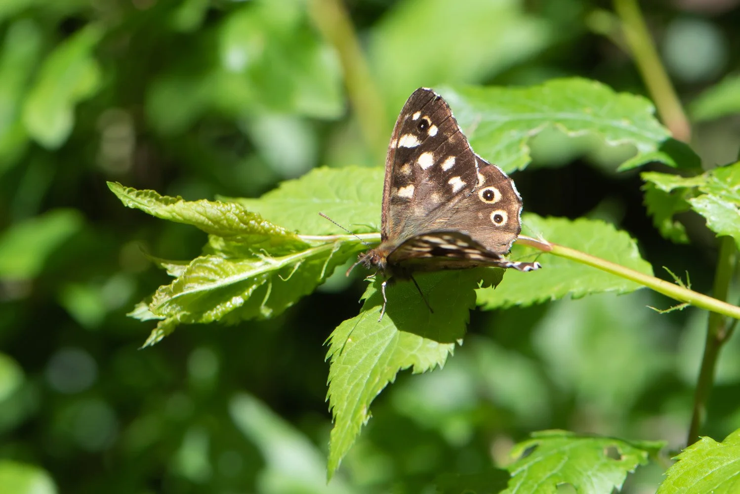 Speckled Wood-4.jpg